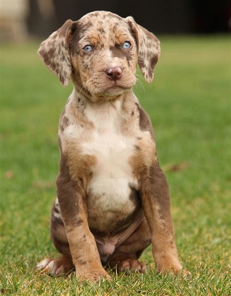 Nov 20, 2021 · Catahoula Leopard Dog Characteristics. The Catahoula Leopard Dog has a unique and striking appearance. It comes in medium size with a double layer coat. The coat is water repellant, and also double layers make it adaptable to some harsh weather conditions. The leopard in its name is because of its skin’s leopard pattern of patches and blotches. 